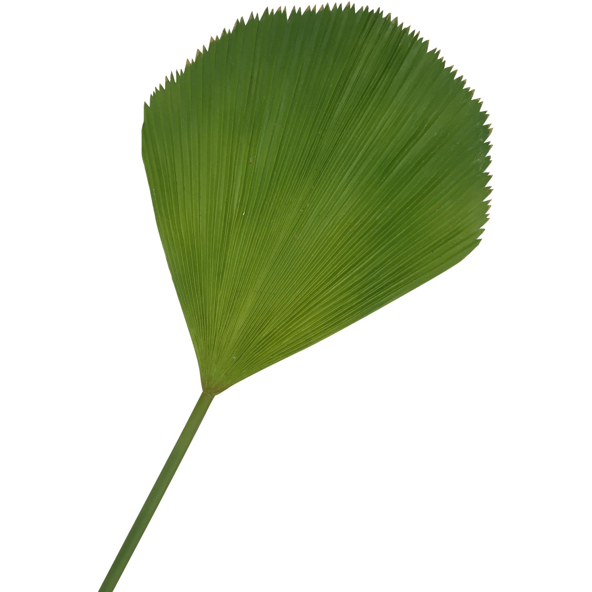 HOJA DECOR 108CM - 140-1300240