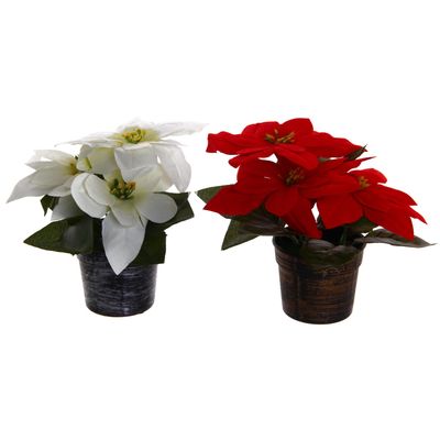 POINSETTIA C/POTE 9X18CM