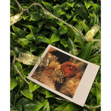 JG 20L LUCES LED - 120-3900136/1