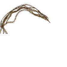 GUIRNALDA 92.5CM - 140-5700681