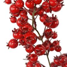 GARLAND - 202-4500014