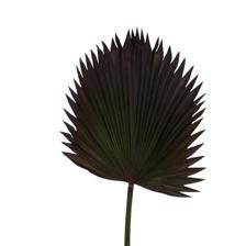 Artificial Leaf - 420-5910403