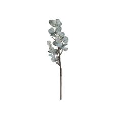 EUCALYPTUS - 420-5910482