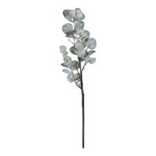 EUCALYPTUS - 420-5910482