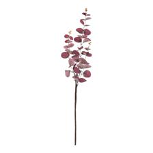 EUCALYPTUS - 420-5910483