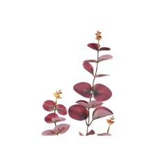 EUCALYPTUS - 420-5910483