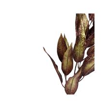 LEAF - 420-5910487