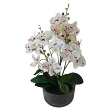 ORQUIDEA DECOR - 420-595569