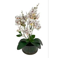 ORQUIDEA DECOR - 420-595569