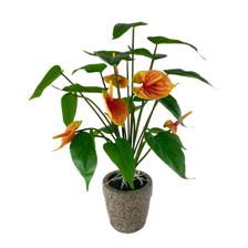 DECORAÇÃO DE ORQUÍDEAS - 420-595571