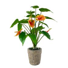 DECORAÇÃO DE ORQUÍDEAS - 420-595571