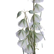 Flor de princesa com vaso X120CM - 420-6010021