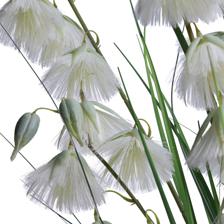 Flor de princesa com vaso X120CM - 420-6010021