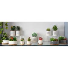 PLANTA ARTIF COM VASO 2SURT 8X8X - 439-356835