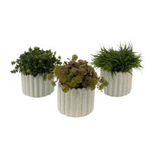 PLANTAS COM VASO 3 SURTO 13,5X13. - 442-281696
