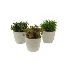 PLANTAS C/POTE 3 SURT 16X16X20 - 442-281697
