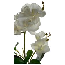 ORQUIDEA C/POTE 12X22X36CM - 449-3710003