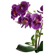 ORQUÍDEA COM C/ 14X28X48CM - 449-3710008