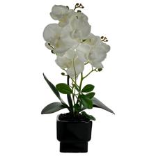 Large phalaenopsis in ceramicpot2 stemsH:40CM - 449-3710012