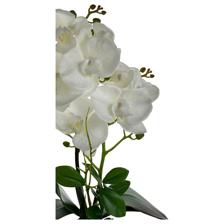 Large phalaenopsis in ceramicpot2 stemsH:40CM - 449-3710012