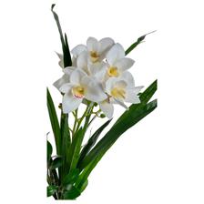 ORQUIDEA C/POTE 10X36X48CM - 449-3710016