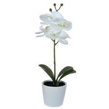 ORQUIDEA C/POTE 30.5 CMH 30.5c - 456-471743
