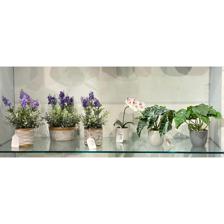 PLANTA COM VASO 26X26X23CM - 456-472049