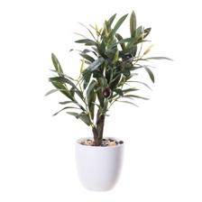 olive in plastic pot - 456-472235