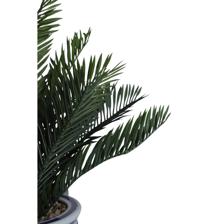 PALMA C/POTE - 456-472291