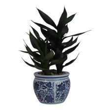 PLANTA CON POTE - 456-472292