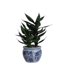 PLANTA CON POTE - 456-472292