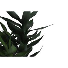 PLANTA CON POTE - 456-472292