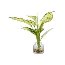 PLANTA C/POTE - 456-503153