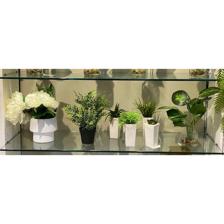 PLANTA C/POTE - 456-503157