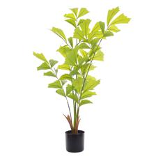 CARYOTA C/POTE 50X65X90CM - 456-503547