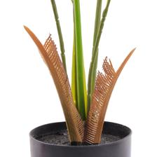 CARYOTA C/POTE 50X65X90CM - 456-503547