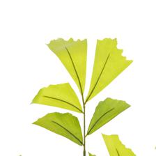 CARYOTA C/POTE 50X65X90CM - 456-503547