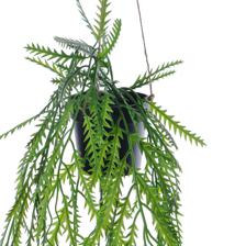 PLANTA SUSPENSA 25X25X58CM - 456-503553