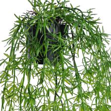 PLANTA SUSPENSA - 456-503555
