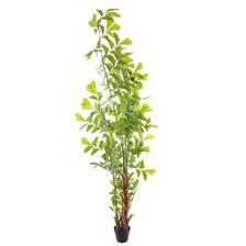 caryota ochlandra in pot - 456-503574