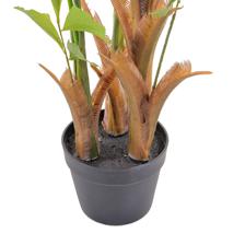 caryota ochlandra in pot - 456-503574