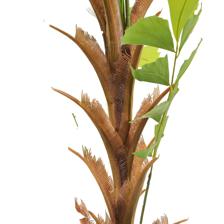 caryota ochlandra in pot - 456-503574