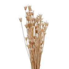 sorbaria sorbifolia - 456-503592