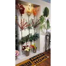88CM EUCALYPTUS - 456-512577