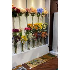 96CM FIVE START COSMOS X15 - 456-513001