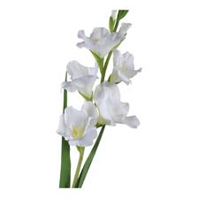 GLADIOLA DECOR 8X10X91CM - 456-513133