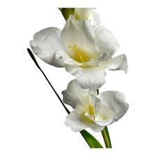 GLADIOLA DECOR - 456-513162
