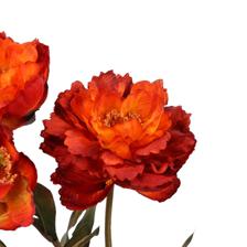 53CM PEONY X3 - 456-513387