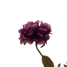 ZINNIA RAMA DECOR - 456-513396