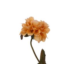 ZINNIA RAMA DECOR - 456-513397